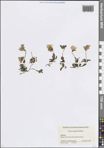 Фиалка нагорная M.Bieb., Кавказ, Краснодарский край и Адыгея (K1a) (Россия)