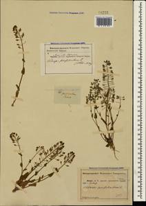 Noccaea perfoliata (L.) Al-Shehbaz, Крым (KRYM) (Россия)