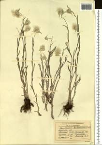 Эдельвейс эдельвейсовидный (Willd.) Beauverd, Сибирь, Дальний Восток (S6) (Россия)