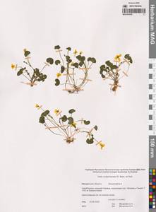 Viola crassa subsp. avatschensis (W.Becker & Hultén) Espeut, Сибирь, Чукотка и Камчатка (S7) (Россия)