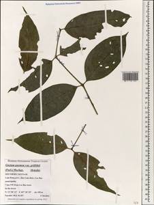 Gnetum gnemon L., Зарубежная Азия (ASIA) (Вьетнам)