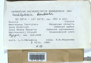 Barbilophozia barbata (Schmidel ex Schreb.) Loeske, Гербарий мохообразных, Мхи - Дальний Восток (без Чукотки и Камчатки) (B20) (Россия)