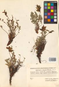 Остролодочник Майделя Trautv., Сибирь, Чукотка и Камчатка (S7) (Россия)