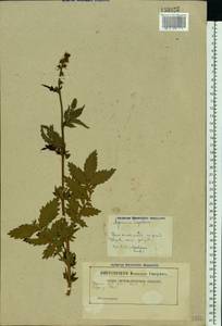 Репешок обыкновенный L., Восточная Европа, Белоруссия (E3a) (Белоруссия)