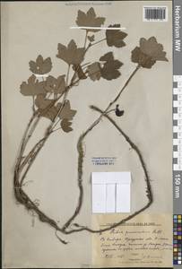 Смородина лежачая Pall., Сибирь, Прибайкалье и Забайкалье (S4) (Россия)