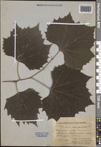 Platanus occidentalis L., Восточная Европа, Северо-Украинский район (E11) (Украина)