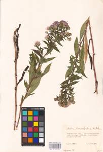 Symphyotrichum lanceolatum (Willd.) G. L. Nesom, Восточная Европа, Волжско-Камский район (E7) (Россия)