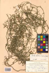 Морская горчица морская Scop., Восточная Европа, Эстония (E2c) (Эстония)