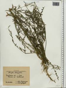 Лебеда продолговатолистная Waldst. & Kit., Восточная Европа, Центральный лесостепной район (E6) (Россия)