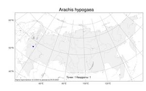 Arachis hypogaea, Арахис подземный, Арахис культурный L., Атлас флоры России (FLORUS) (Россия)