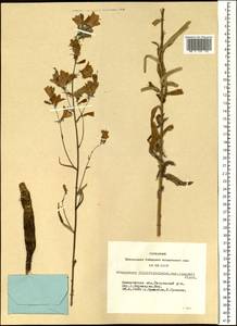 Бубенчик Ламарка Fisch., Сибирь, Алтай и Саяны (S2) (Россия)