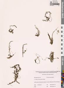 Пузырчатка средняя  Hayne, Сибирь, Чукотка и Камчатка (S7) (Россия)