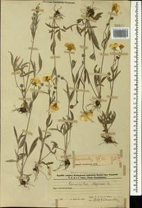 Лютик иллирийский L., Кавказ, Азербайджан (K6) (Азербайджан)