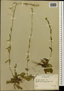 Башеница голая, Башенница гладкая, Вяжечка гладкая L., Кавказ, Южная Осетия (K4b) (Южная Осетия)