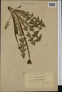 Taraxacum hamatum Raunk., Западная Европа (EUR) (Швеция)