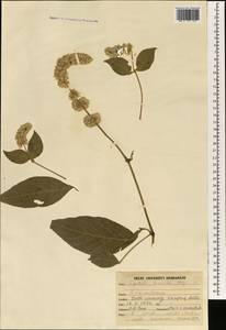 Cyathula tomentosa (Roth) Moq., Зарубежная Азия (ASIA) (Индия)