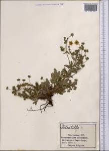 Лапчатка, Средняя Азия и Казахстан, Северный и Центральный Тянь-Шань (M4) (Киргизия)