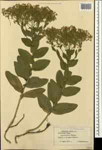 Клоповник крупковидный L., Крым (KRYM) (Россия)