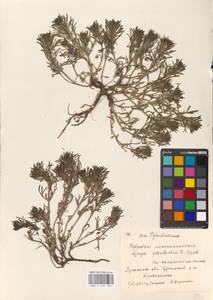 MHA 0 155 130, Живучка елочковидная  (L.) Schreb., Восточная Европа, Северо-Украинский район (E11) (Украина)