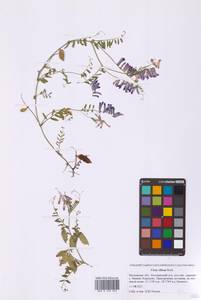 Горошек мохнатый Roth, Восточная Европа, Московская область и Москва (E4a) (Россия)