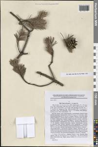 Сосна обыкновенная L., Восточная Европа, Северо-Западный район (E2) (Россия)