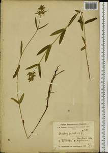 Чистец болотный L., Сибирь, Прибайкалье и Забайкалье (S4) (Россия)