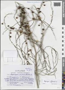 Спаржа лекарственная L., Восточная Европа, Центральный лесостепной район (E6) (Россия)