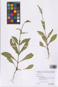 Смолевка ночецветная L., Восточная Европа, Центральный район (E4) (Россия)