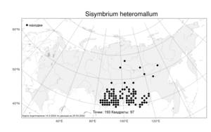 Sisymbrium heteromallum, Гулявник вислоплодный C.A.Mey., Атлас флоры России (FLORUS) (Россия)