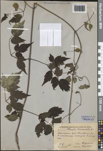 Ломонос короткохвостый DC., Сибирь, Дальний Восток (S6) (Россия)