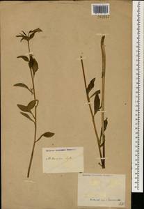 Alstroemeria, Зарубежная Азия (ASIA) (Неизвестно)