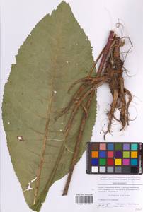 Девясил высокий L., Восточная Европа, Московская область и Москва (E4a) (Россия)