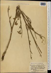 Pastinaca sativa var. sylvestris (Mill.) DC., Кавказ, Армения (K5) (Армения)