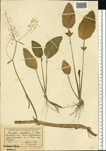 Жерушник земноводный (L.) Besser, Восточная Европа, Средневолжский район (E8) (Россия)