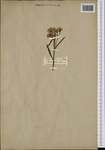 Солончковая астра паннонская, Триполиум солончаковый (Jacq.) Dobrocz., Западная Европа (EUR)