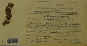Sphagnum imbricatum Hornsch. ex Russow, Гербарий мохообразных, Мхи - Чукотка и Камчатка (B21) (Россия)