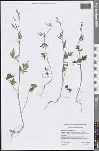 Пупырник африканский Spreng., Зарубежная Азия (ASIA) (Турция)