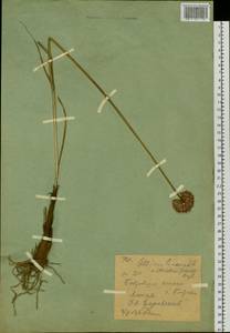 Лук линейный L., Сибирь, Западный (Казахстанский) Алтай (S2a) (Казахстан)