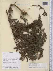 Wedelia leucanthema (Chod.) B.L. Turner, Америка (AMER) (Парагвай)