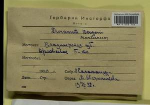 Orthodicranum montanum (Hedw.) Loeske, Гербарий мохообразных, Мхи - Центральное Нечерноземье (B6) (Россия)