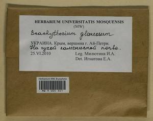 Brachythecium glareosum (Bruch ex Spruce) Schimp., Гербарий мохообразных, Мхи - Крым (B3a) (Россия)