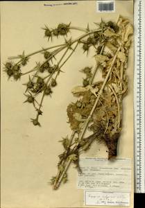 Eryngium polycephalum Hausskn. ex H. Wolff, Зарубежная Азия (ASIA) (Турция)