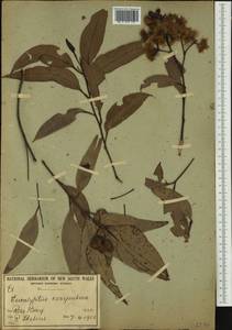 Corymbia gummifera (Gaertn.) K.D. Hill & L.A.S. Johnson, Австралия и Океания (AUSTR) (Австралия)