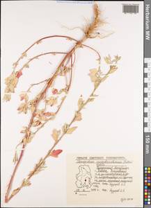 Chenopodium novopokrovskyanum (Aellen) Uotila, Восточная Европа, Волжско-Камский район (E7) (Россия)