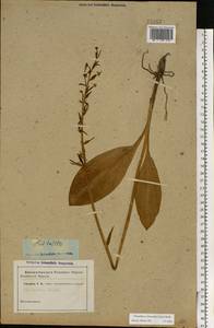 Любка зеленоцветковая (Custer) Rchb., Восточная Европа (без точных пунктов) (E0)