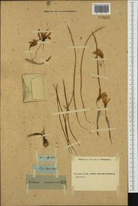 Crocus flavus Weston, Западная Европа (EUR) (Неизвестно)