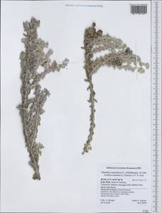 Otanthus maritimus subsp. maritimus, Западная Европа (EUR) (Италия)