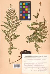 Pseudathyrium alpestre subsp. alpestre, Сибирь, Чукотка и Камчатка (S7) (Россия)
