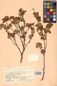 Смородина скальная Wulfen, Восточная Европа, Западно-Украинский район (E13) (Украина)