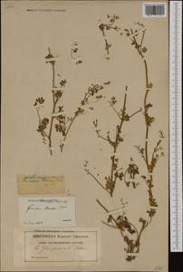 Fumaria muralis subsp. boraei (Jord.) Pugsley, Западная Европа (EUR) (Франция)
